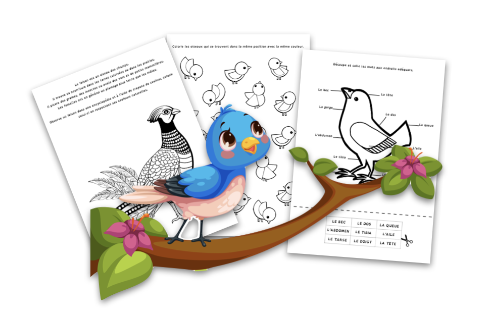 Les oiseaux MS/GS